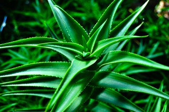 Aloe Vera