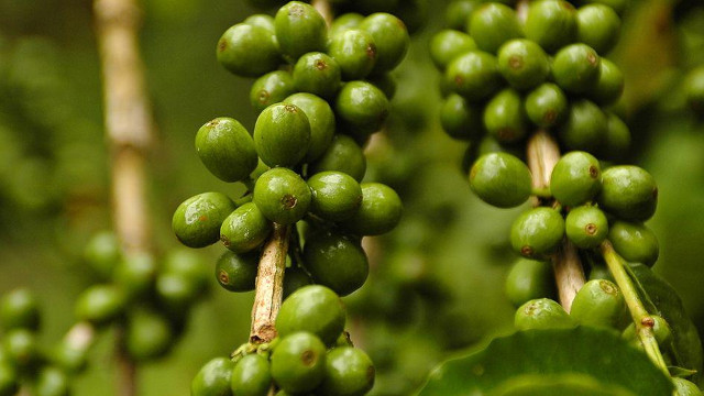 Caffè verde: proprietà e reali benefici