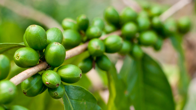 Caffè verde dimagrante 3 pz.